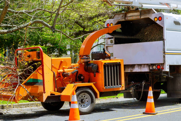 Washington Park, FL Tree Removal and Landscaping Services Company